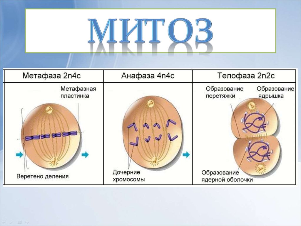 В результате митоза образуют. Митоз. Метафаза митоза. Процесс митоза. Метафаза 2 митоза.
