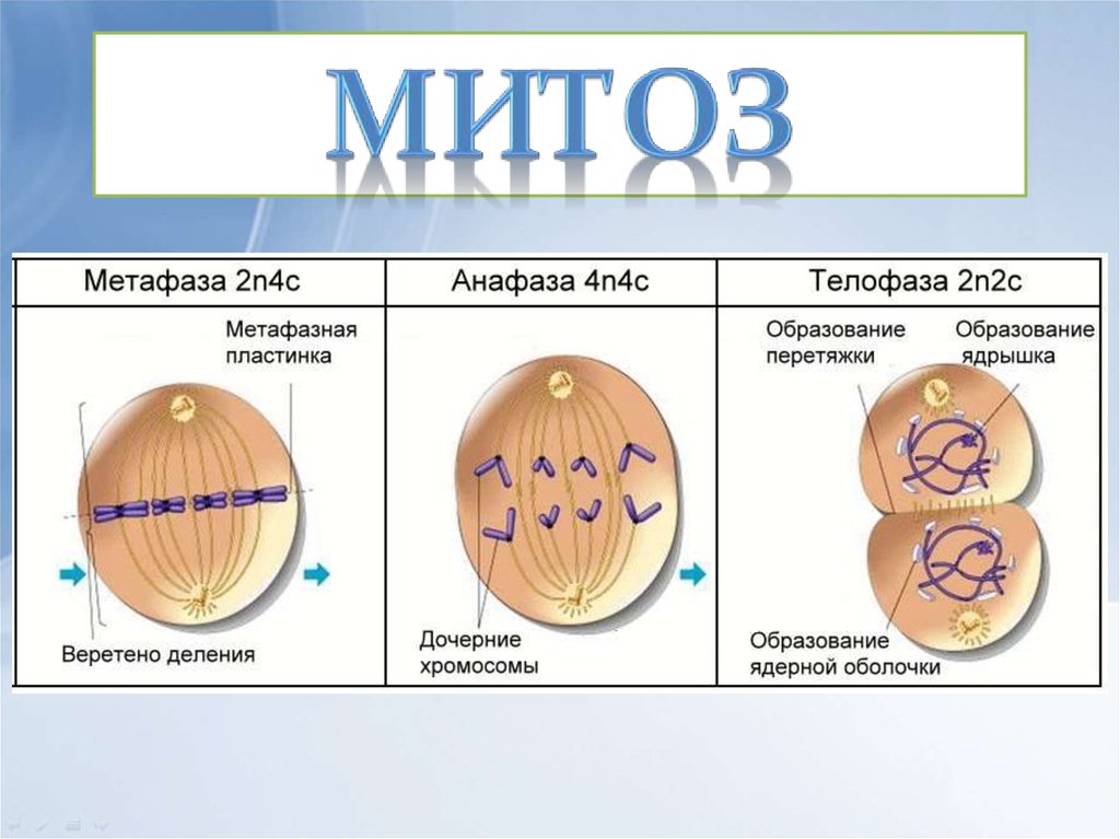 Митоз содержит. Метафаза митоза. Метафаза митоза 2. Формирование метафазной пластинки в процессе митоза. В метафазе митоза происходит.