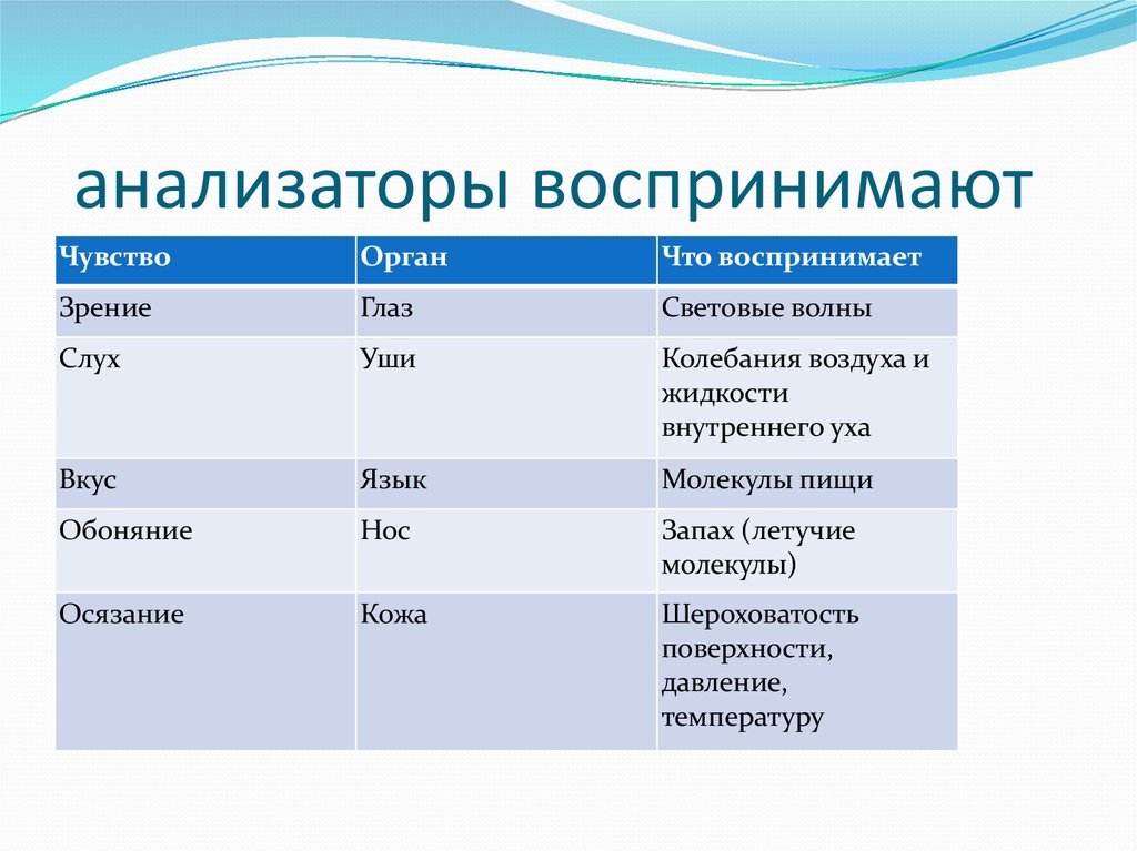 Характеристика анализаторов человека презентация