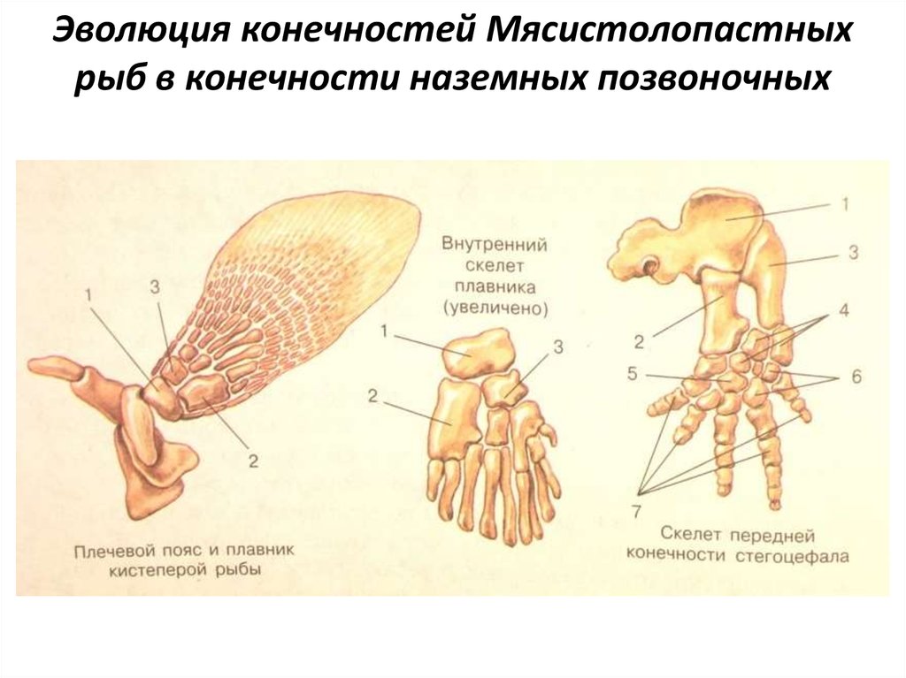 Скелет конечностей развитие. Плечевой пояс и плавник кистеперой рыбы. Строение передней конечности рыбы. Эволюция конечностей у млекопитающих. Строение передних конечностей рыбы.