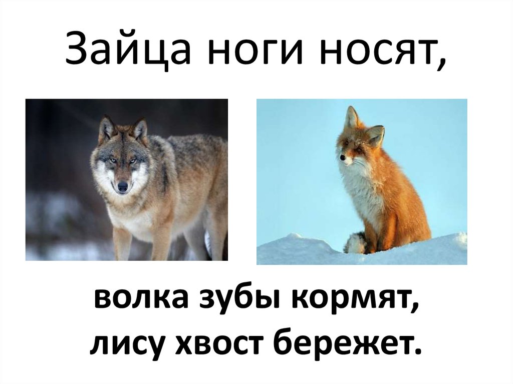 Зубы кормят ноги носят хвост бережет. Зубы кормят ноги носят хвост бережет. Пословица прикинулся бы козой. Ноги носят волка зубы кормят лису хвост бережет. Пословицы ноги носят волка зубы кормят лису хвост бережет.