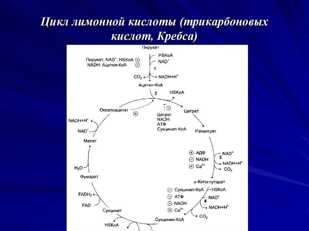 Биологическая роль цикла кребса