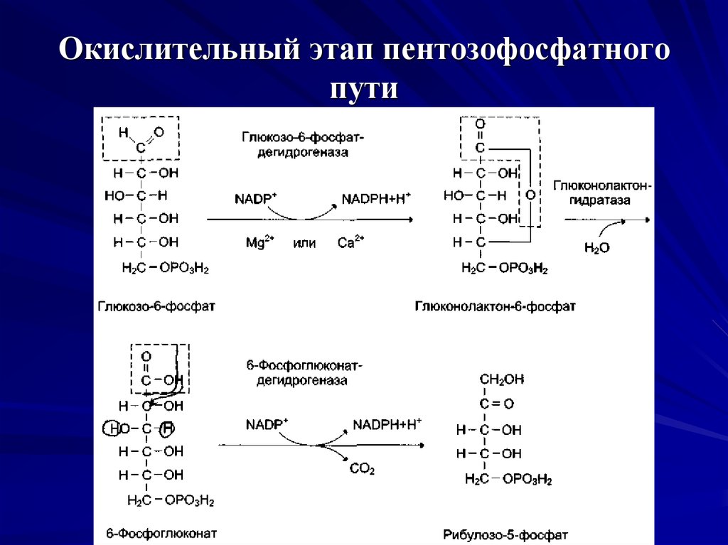 Путь реакция. Пентозофосфатный путь окислительный этап. Пентозофосфатный цикл распада глюкозо-6-фосфата. Окислительный этап пентозофосфатного пути. Реакции окислительного этапа пентозофосфатного пути.