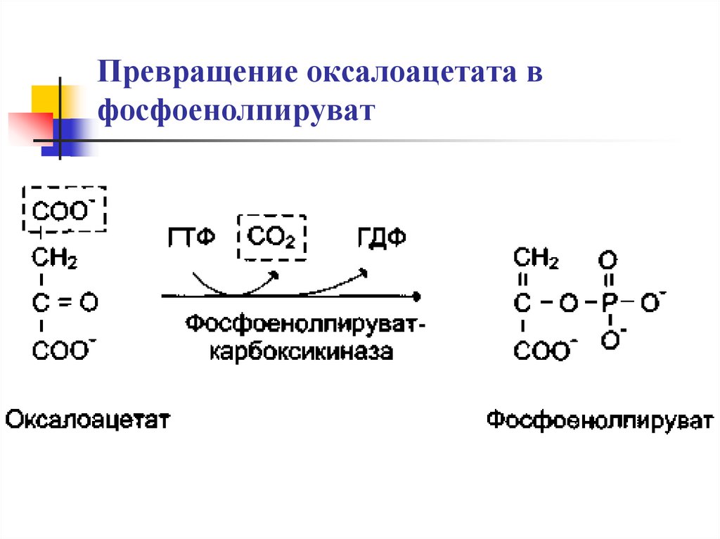 Напишите реакцию образования. Превращение оксалоацетата в фосфоенолпируват. Реакцию образования фосфоенолпирувата из оксалоацетата.. Фосфоенолпируват макроэргические соединения. Реакция превращения оксалоацетата в фосфоенолпируват.