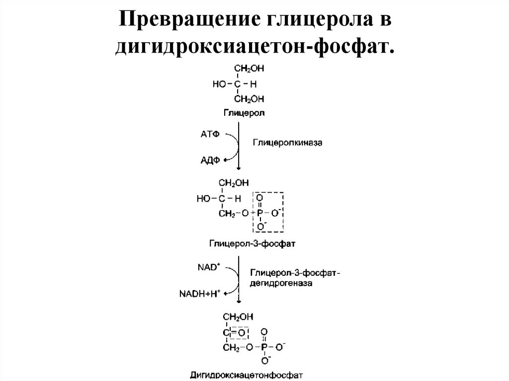 Превращение глицерола в дигидроксиацетон-фосфат.