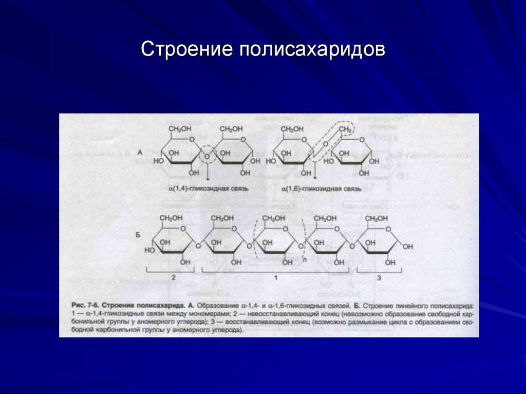 Полисахариды формула. Структура молекул полисахаридов. Полисахариды строение молекул. Структурное звено полисахаридов. Элементарная единица строения полисахаридов.