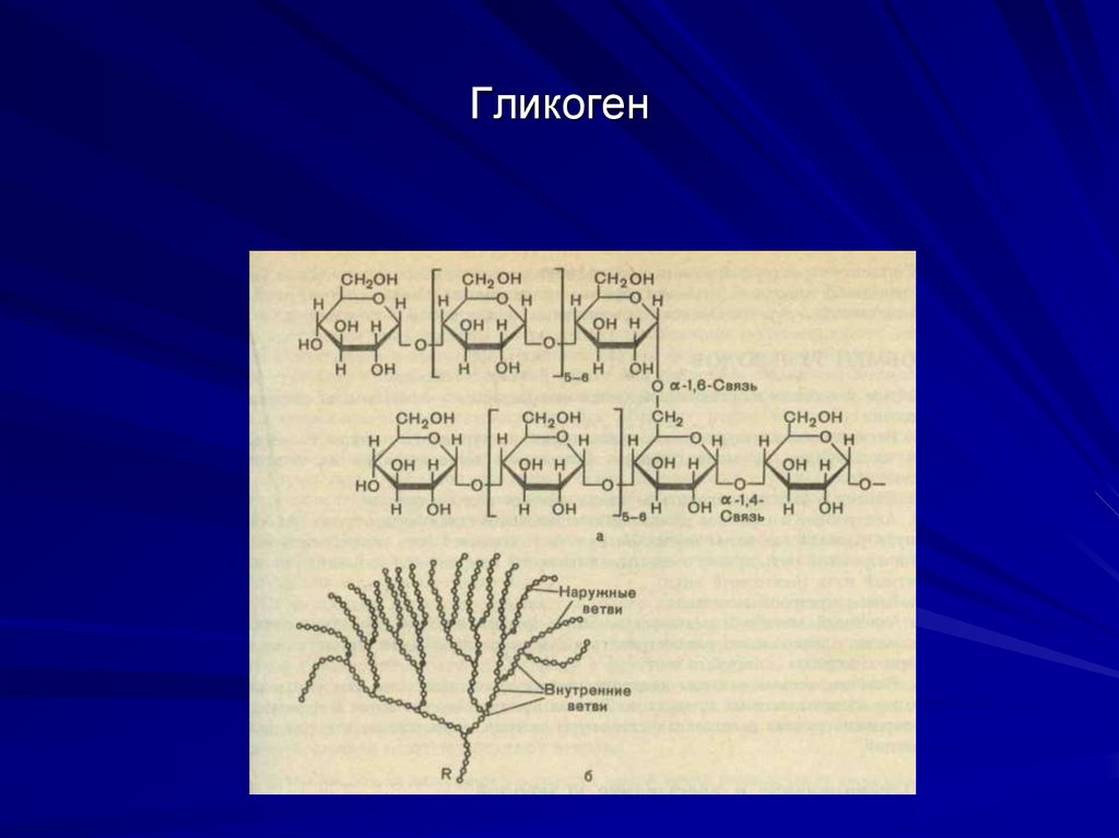 Гликоген у грибов. Гликоген цвет. Схема взаимосвязи гликогена и ПФЦ. Гликоген у растений. Накопление гликогена у грибов.