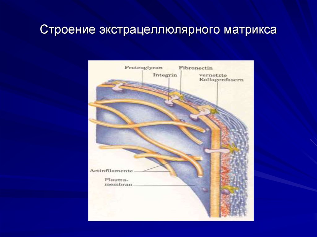 Матрикс биология