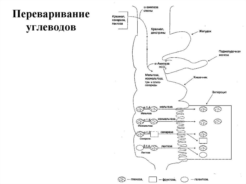 Схема переваривания крахмала