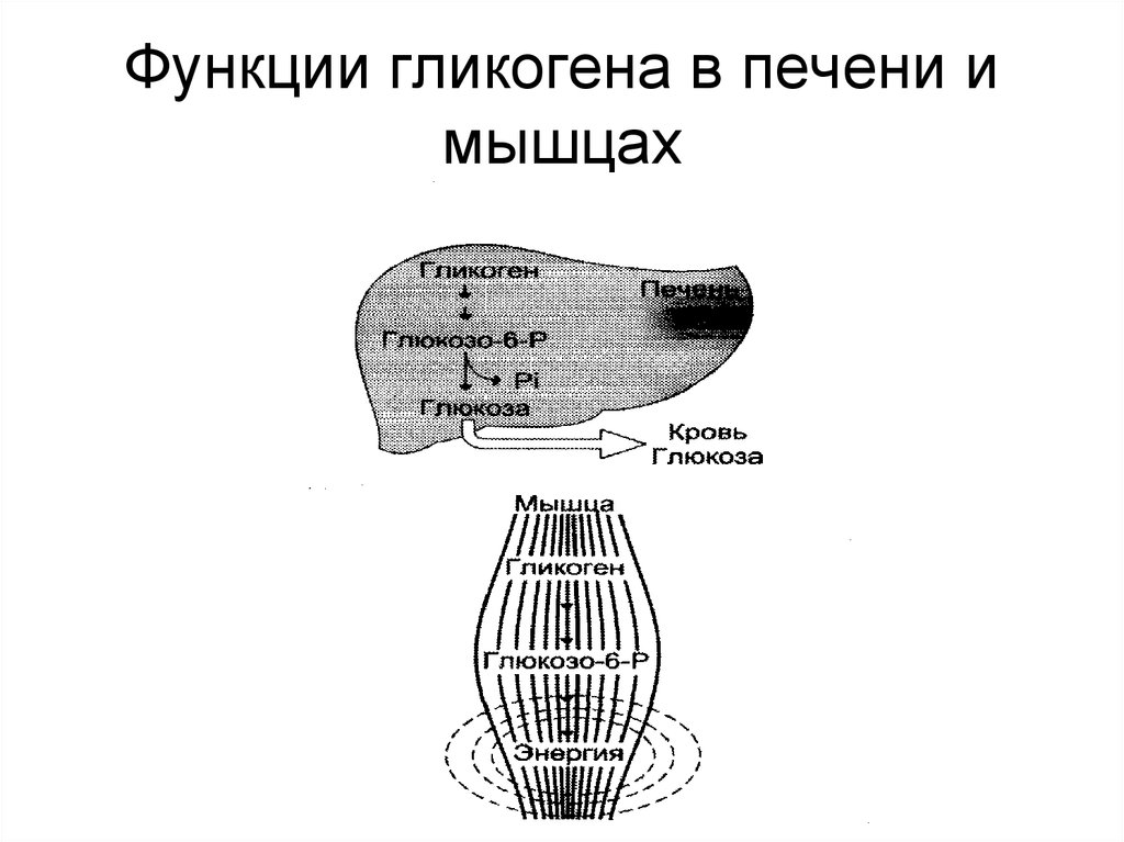 Печень запасает гликоген