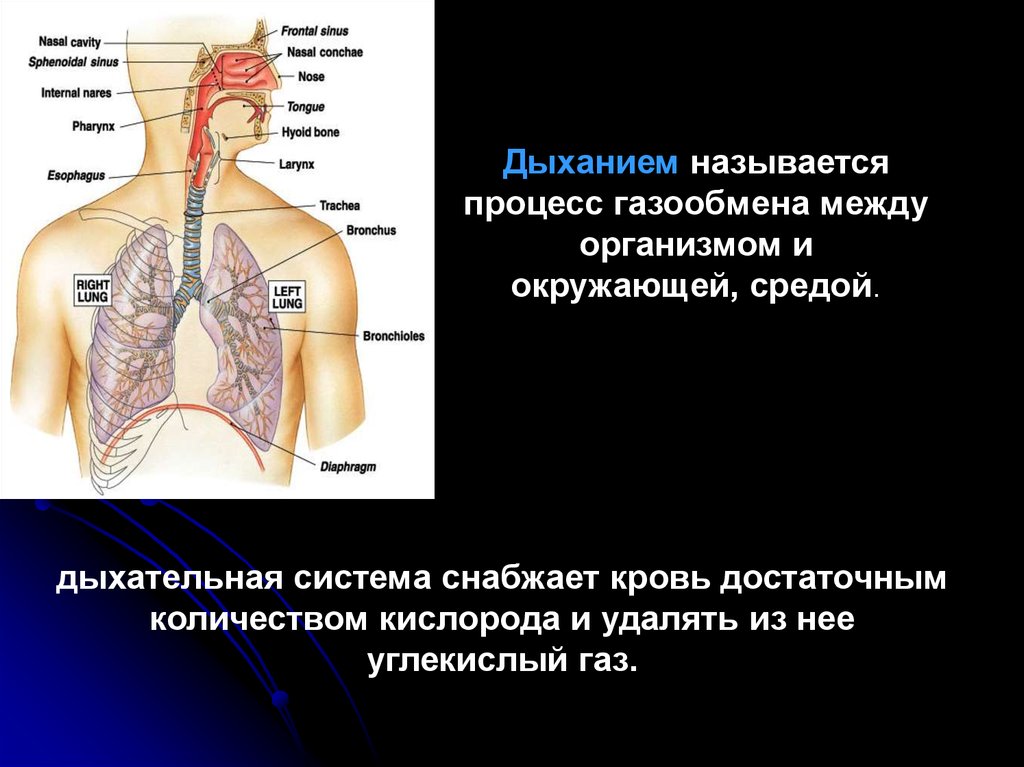 Какие органы принимают участие в дыхании. Дыхательная система. Дыхательная система человека. Дыхательная система газообмен. Дыхательная система человека органы и функции.