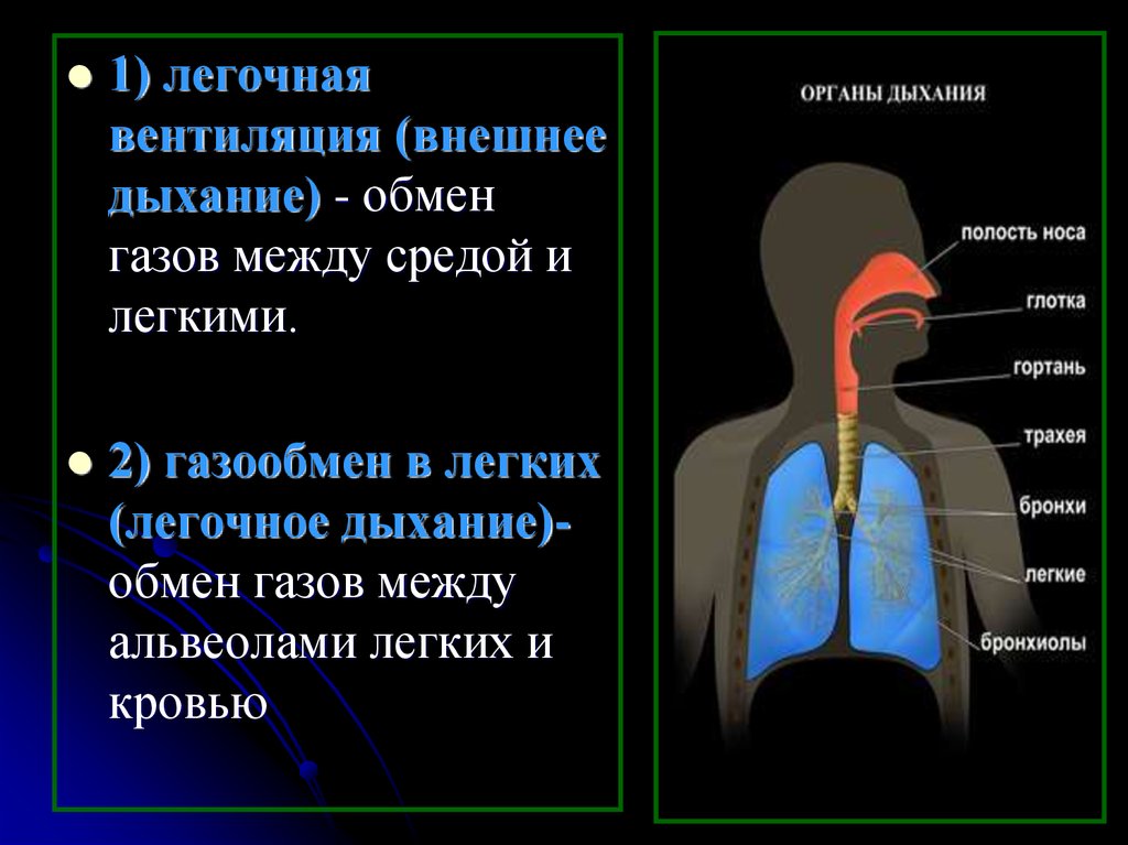 Особенности внутреннего дыхания. Система органов дыхания. Внешнее дыхание. Легочная вентиляция. Легкие внешнее дыхание.