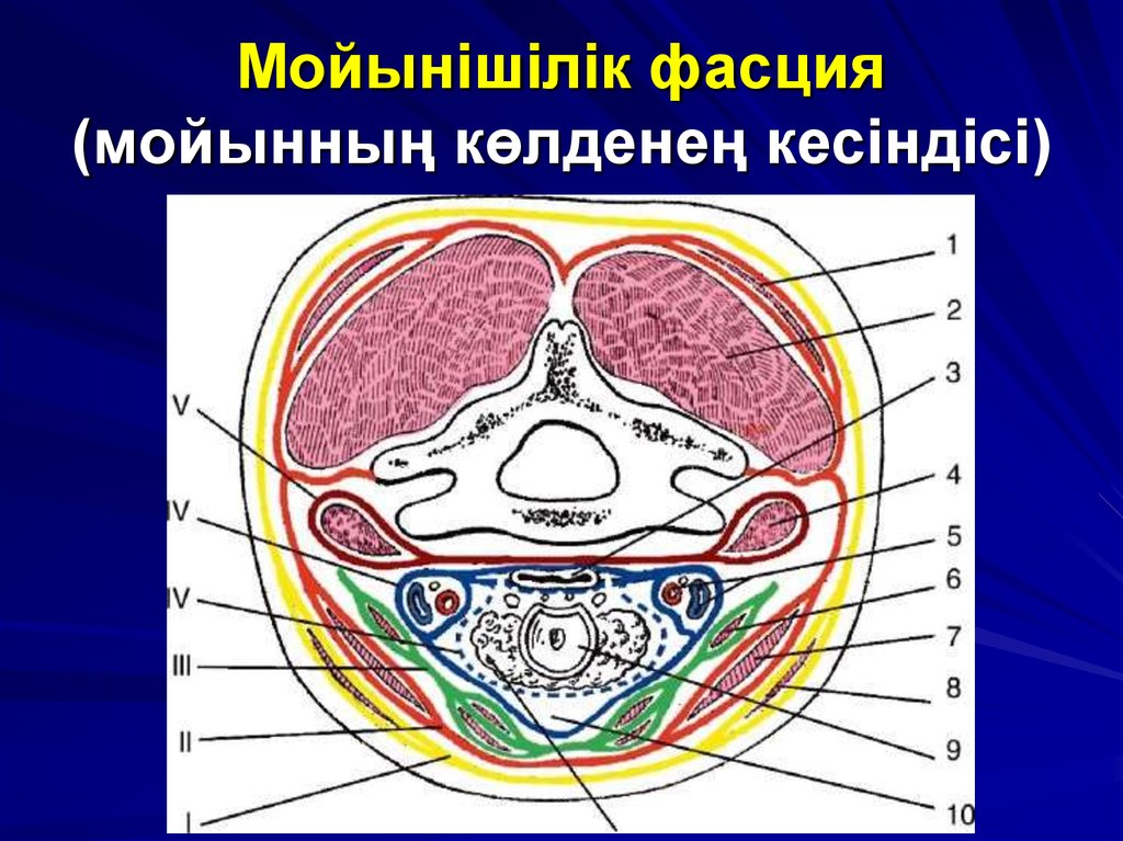 Фасции шеи по шевкуненко схема