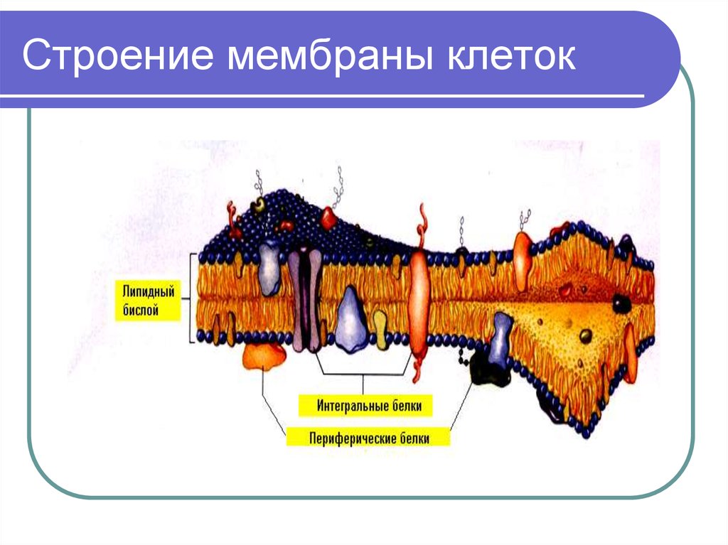 Строение оболочки. Строение оболочки клетки. Строение мембраны клетки человека. Строение оболочки строение. Строение и функции межклеточной мембраны.