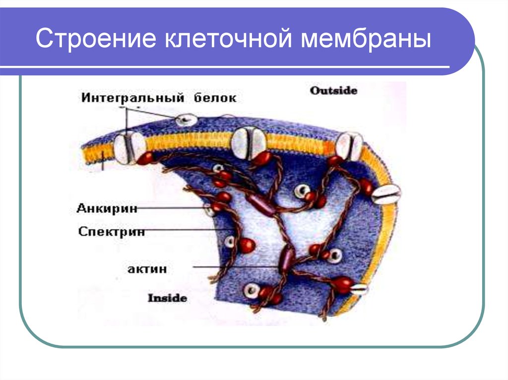 Строение 25. Круговорот мембран в клетке. Циркуляция мембран в клетке. Строение клетки лука липиды. Белки входят КСК строение клетки.