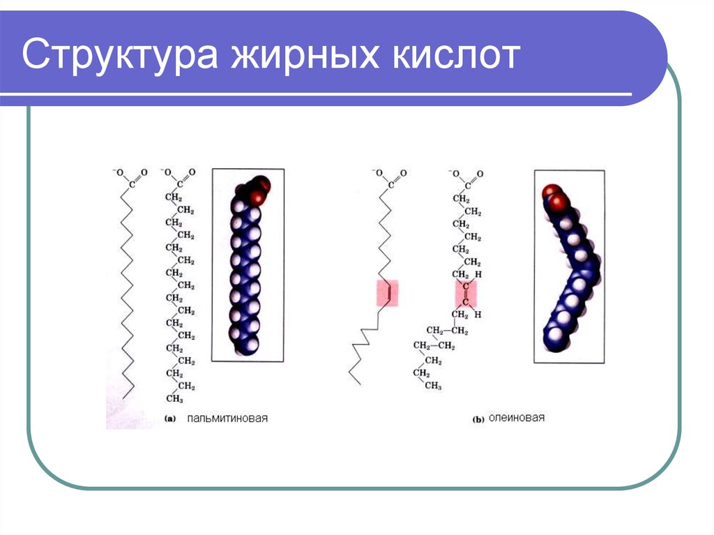 Жирные кислоты свойства