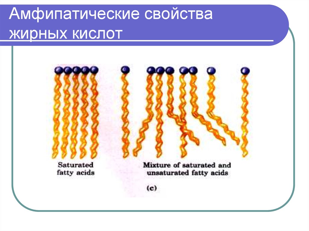 Жирные кислоты свойства