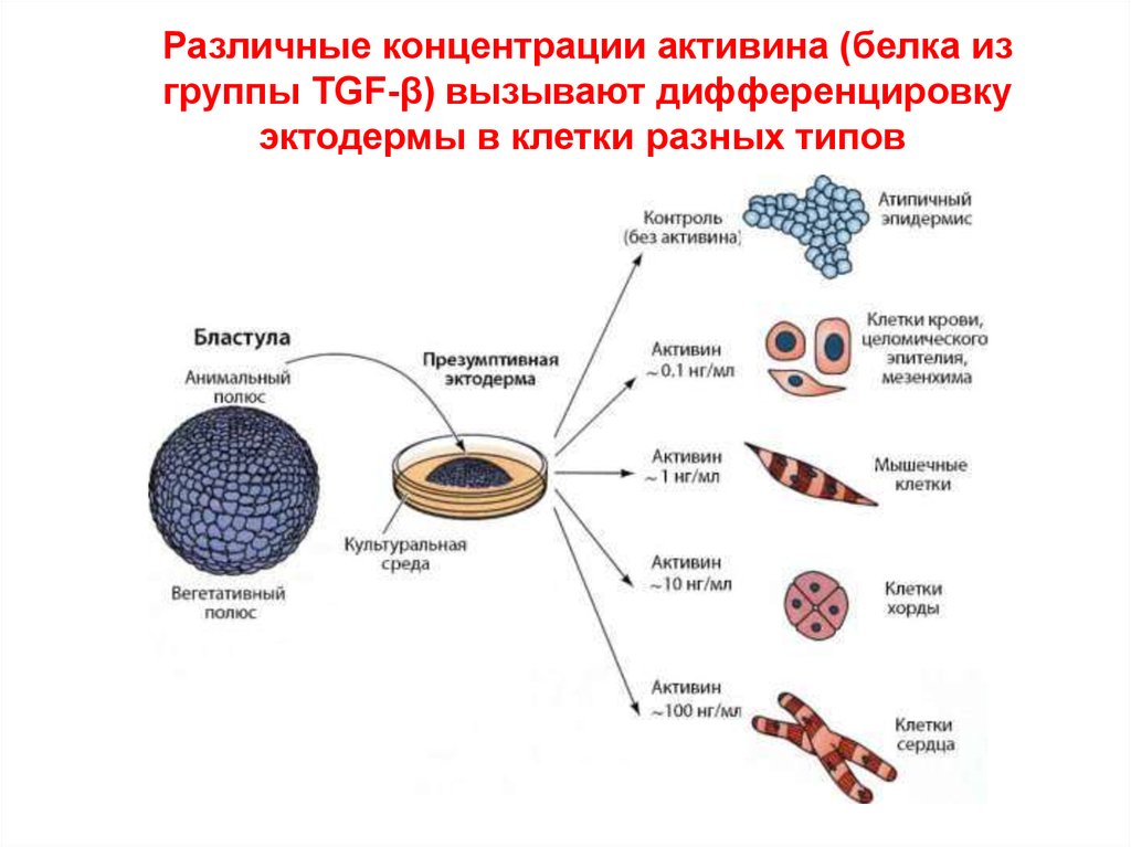 Дифференциация клеток. Процесс дифференциации клеток. Дифференцировка эпителиальных клеток. Дифференциация клеток кожи.