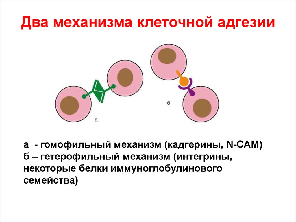 Два механизма. Межклеточная адгезия. Адгезия клеток. Клеточная адгезия в эмбриогенезе. Адгезия клеток в онтогенезе.