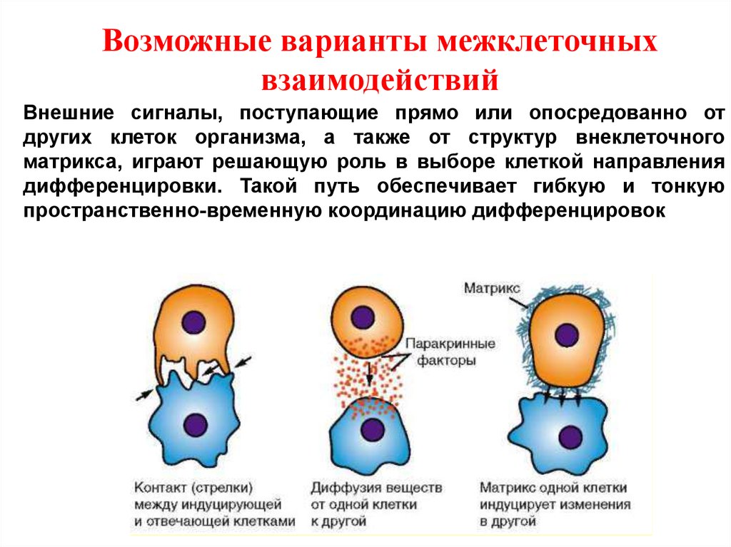 Связи клеток. Контактные и дистантные межклеточные взаимодействия. Типы межклеточных взаимодействий. Межклеточные взаимодес. Межклеточные информационные взаимодействия.