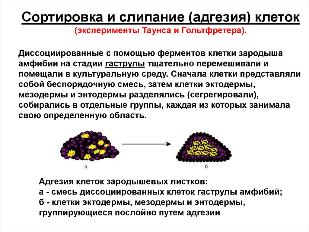 Сначала клетки. Сортировка и адгезия клеток. Адгезия клеток в онтогенезе. Сортировка и адгезия клеток в онтогенезе. Адгезия клеток это в биологии.