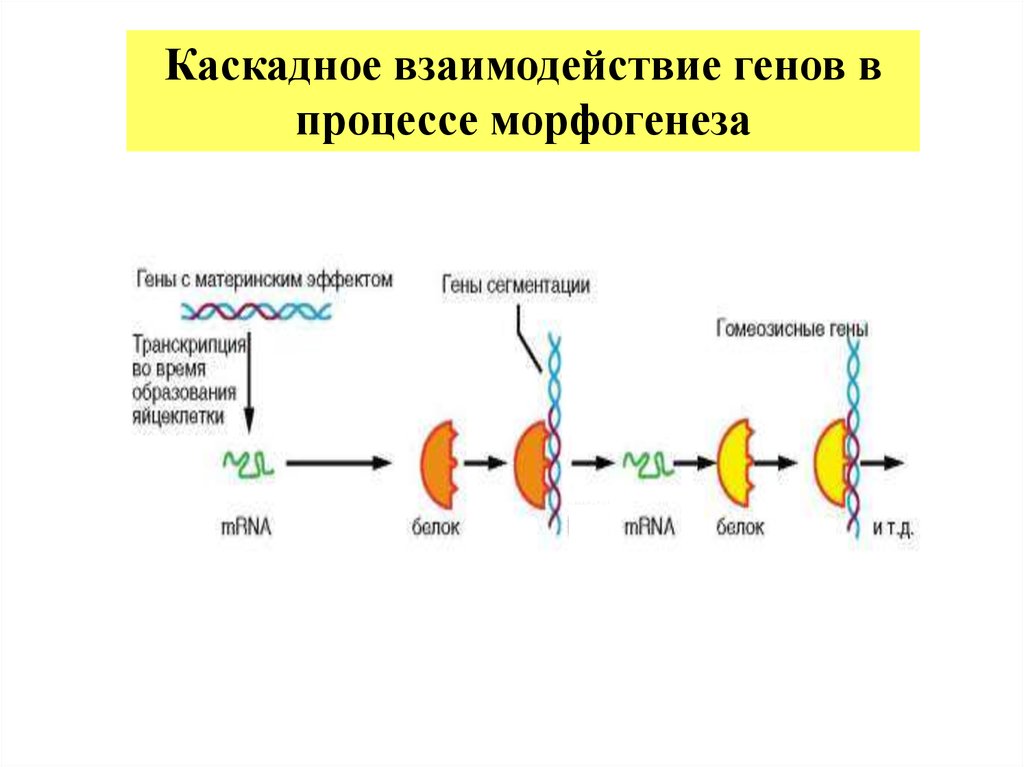 Центральный процесс. Каскадное взаимодействие генов. Процессы морфогенеза. Гены морфогенеза. Каскадный Тип взаимодействия генов.