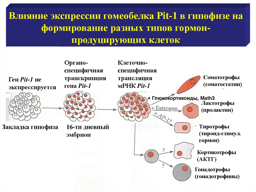 Теория морфогенетических полей