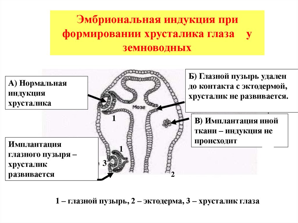 Эмбриональная индукция. Первичная и вторичная эмбриональная индукция. Эмбриональная индукция при развитии глаза. Схема эмбриональной индукции индуктор компетентная ткань. Механизмы онтогенеза эмбриональная индукция.