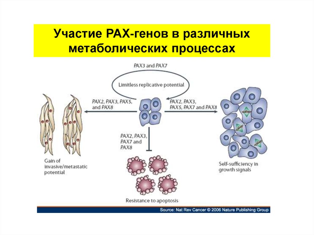 Перемещение клеток. Геном pax3. Гены pax3 Pax 7 мышцы. ПАКС ген. Гены Pax функции.