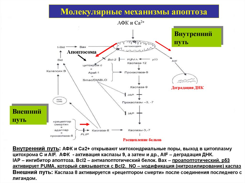 Молекулярные процессы расщепления