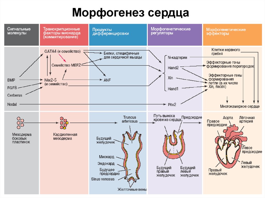 Развитие сердца презентация