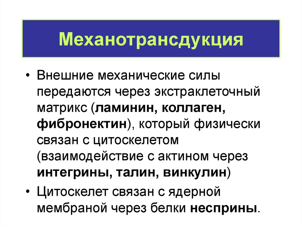 Внешнее механическое. Внешние механические силы. Механотрансдукция. Сосудистая механотрансдукция. Механотрансдукция тренировки.