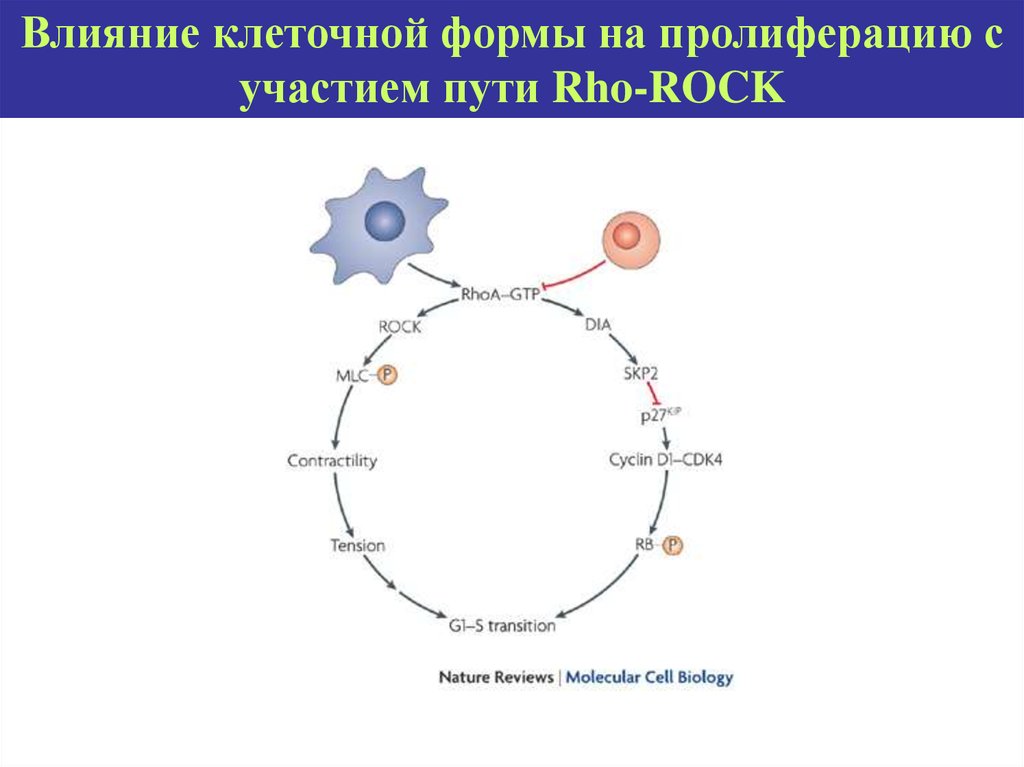 Влияние на клетку. Rho/Rock. Сигнальный путь rho. Сигнальный путь Rock. Морфогенетические сигнальные пути.