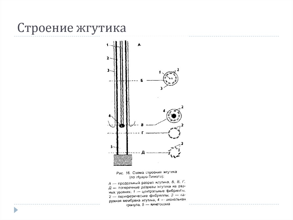 Длина жгутика