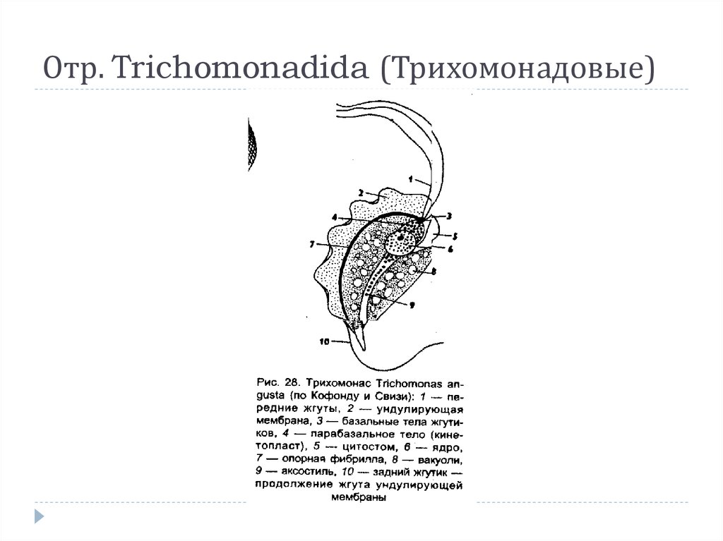 Трихомонада кишечная. Цитостом у трихомонады. Отряд Трихомонадовые (Trichomonadida). Трихомонада влагалищная систематика.