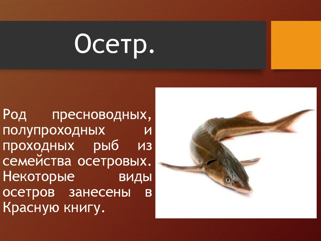 Красная книга пресноводные. Осетрина в красной книге или нет. Осетр красная книга. Рыба осетр красная книга. Осетровые рыбы в красной книге.