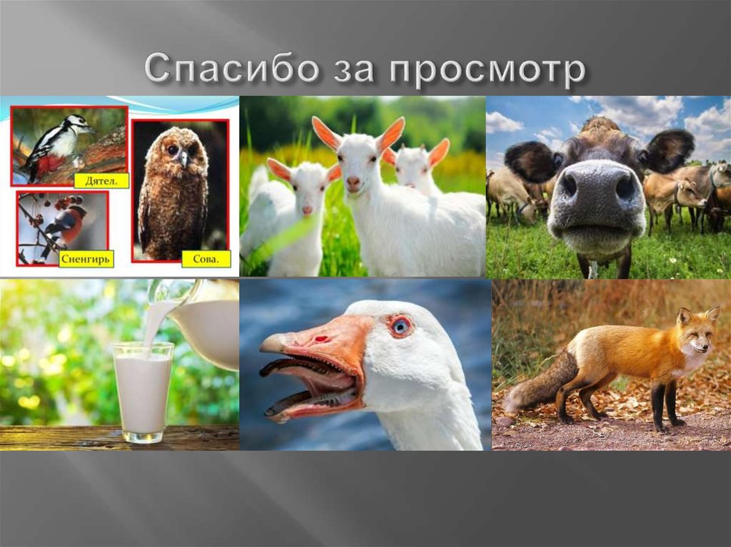 Спасибо за просмотр