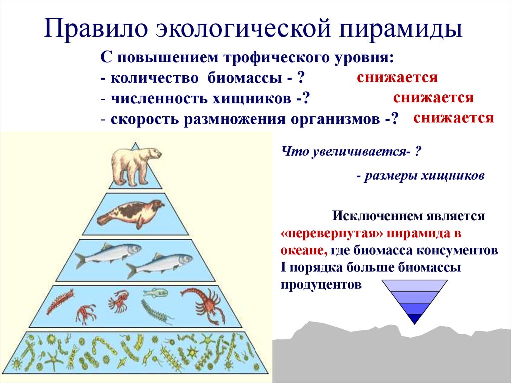 Правило экологической пирамиды трофический уровень