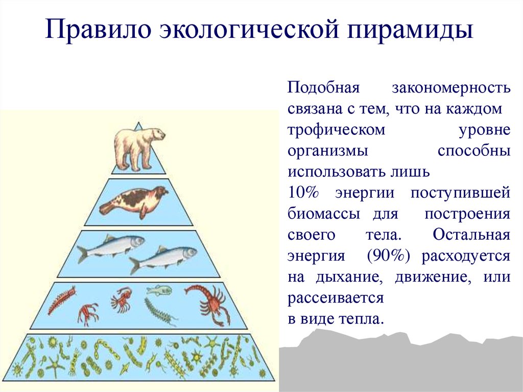 Количество трофических уровней в пищевой цепи. Экологические пирамиды пирамида энергии. Экологическая пирамида биомассы экосистемы. Экологическая пирамида биогеоценоза. Пирамида биомассы смешанного леса.