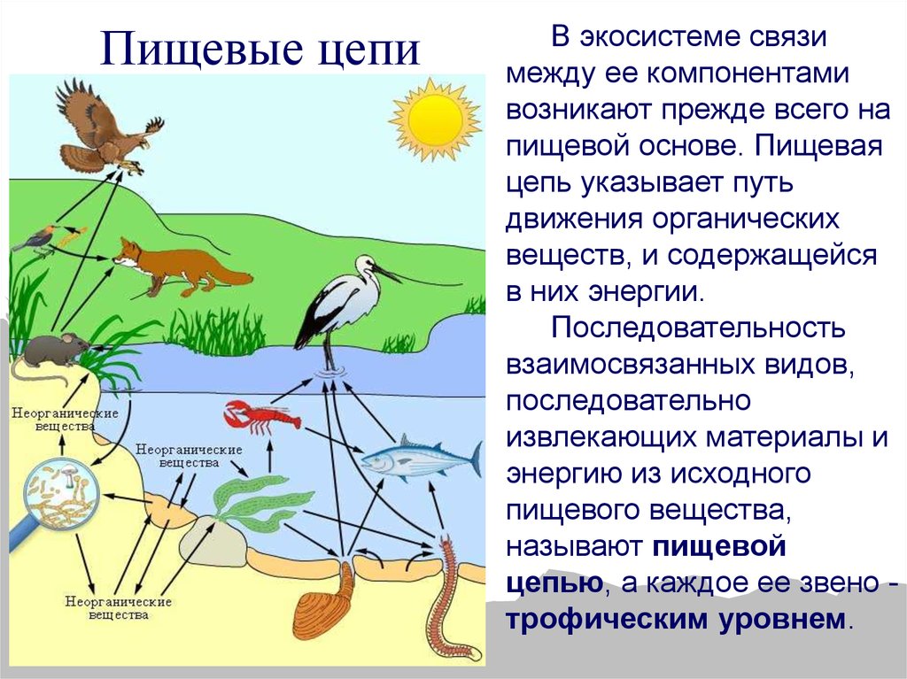 Какой организм в цепях питания экосистемы. Структура экосистемы пищевые связи консументы. Пищевые цепи экосистемы. Трофическая связь в экосистеме структура. Пищевые связи круговорот веществ.