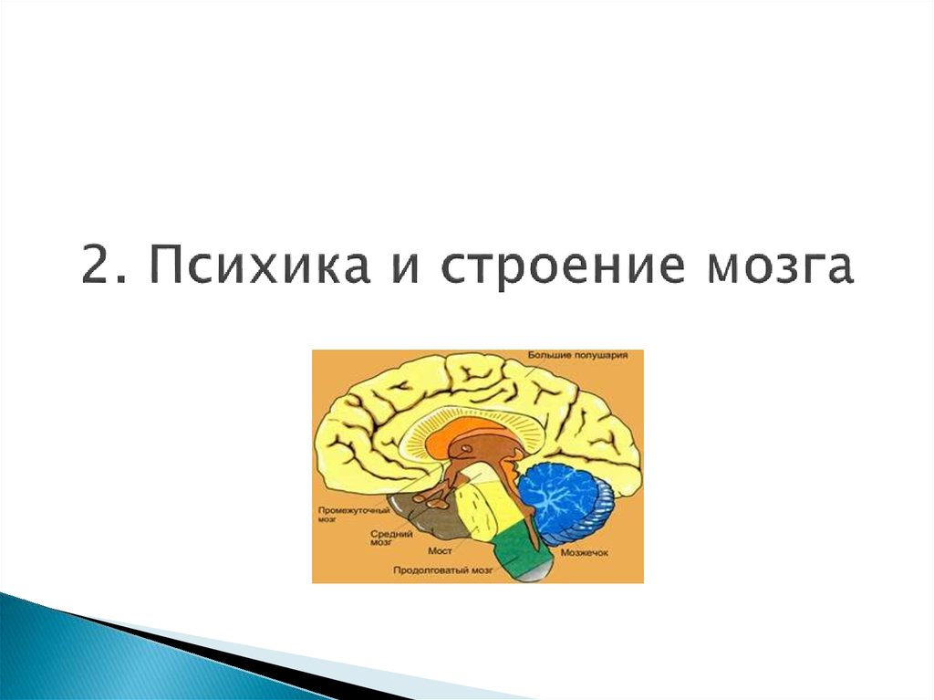 2. Психика и строение мозга