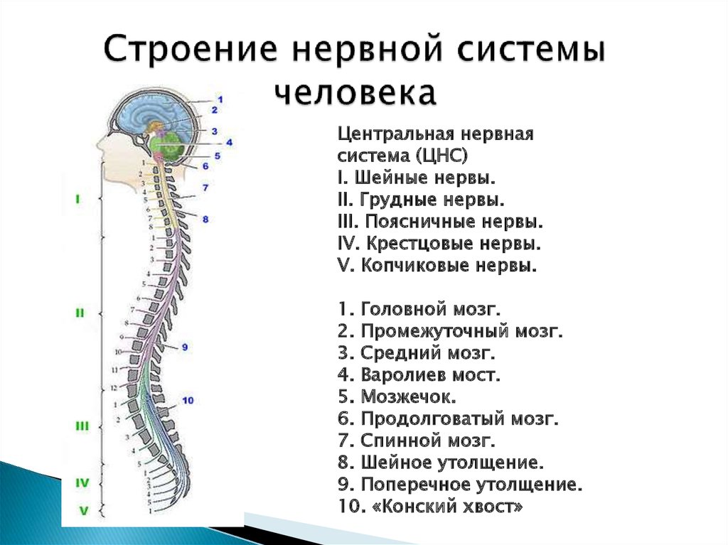 Строение нс схема