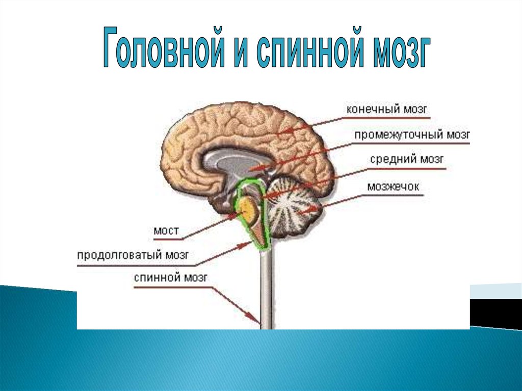 Средний и промежуточный мозг строение. Конечный мозг строение. Промежуточный и конечный мозг. Промежуточный мозг и конечный МОЗ. Самый маленький отдел головного мозга.