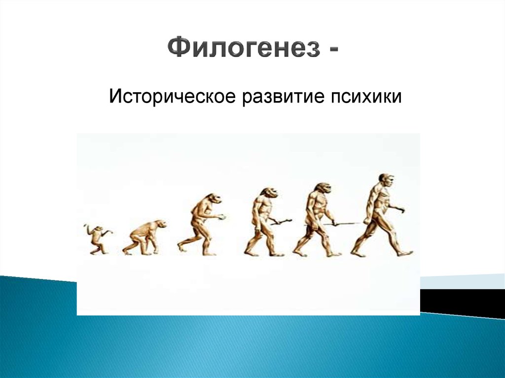 Филогенез. Филогенез человека. Филогенез развитие человека. Филогенез психики.