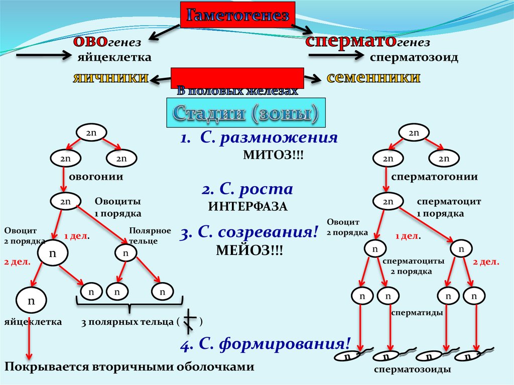 4 этапа сперматогенеза. Схема овогенеза гистология. 2. Гаметогенез. Сперматогенез. Митоз в овогенезе. Спермато и овогенез схема.