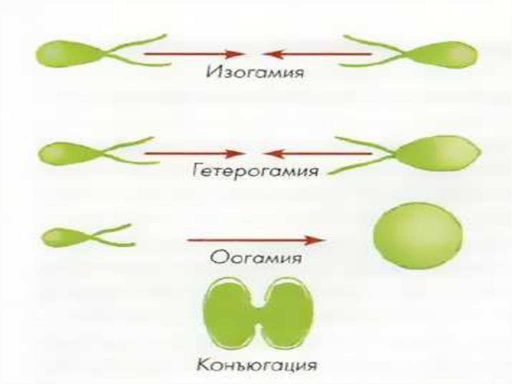 Изогамия. Изогамия размножение. Половое размножение изогамия. Изогамия анизогамия оогамия. Хологамия изогамия гетерогамия оогамия конъюгация.