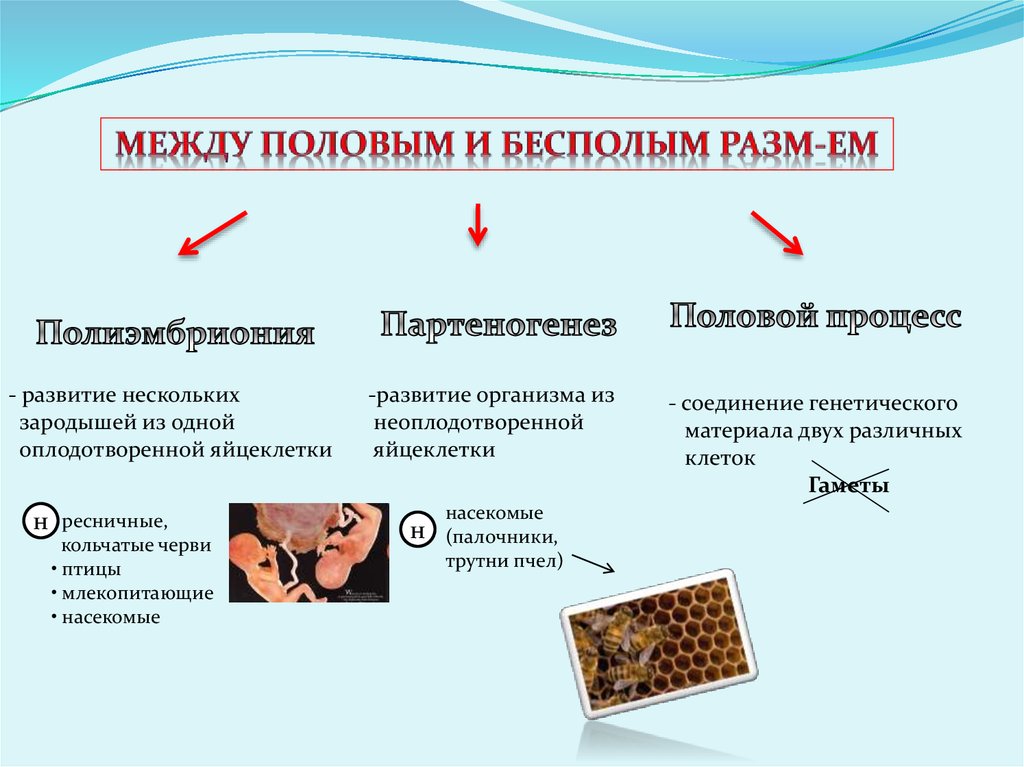 Назовите признаки полового размножения