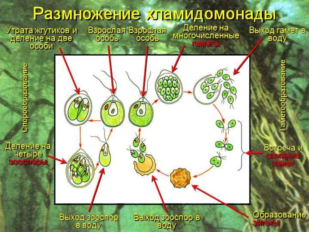 Размножение клеток водорослей. Взрослая особь хламидомонады размножение. Половое размножение хламидомонады. Гаметы хламидомонады. Размножение водорослей хламидомонада.