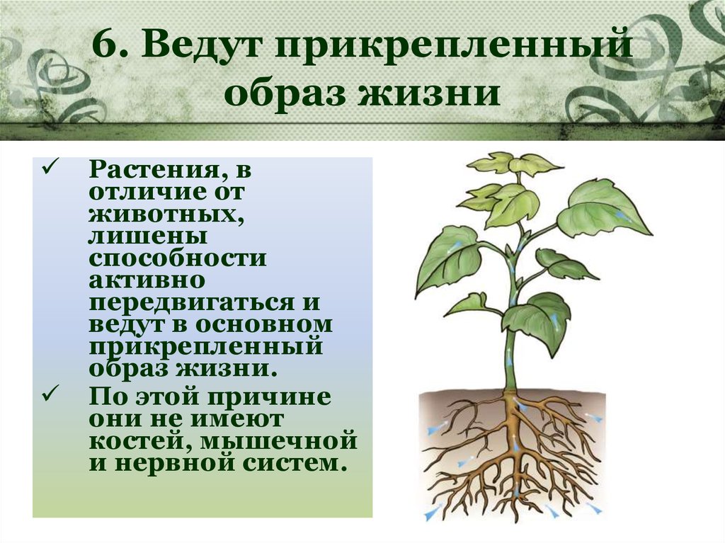 Тело высших растений состоит