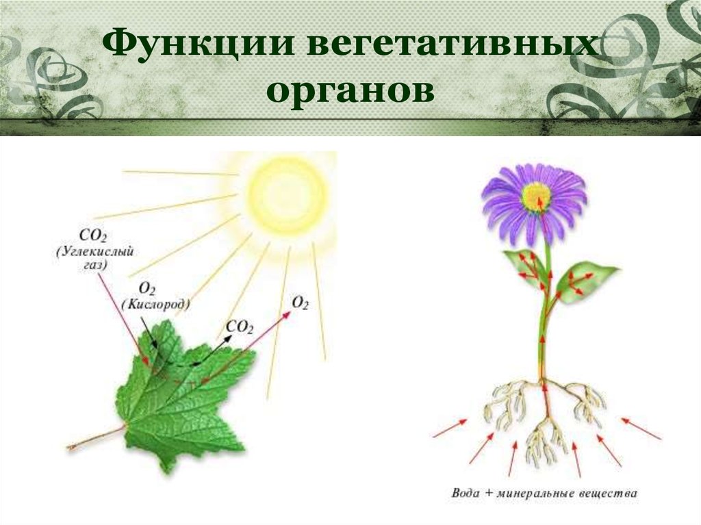 Пименов презентация цветок